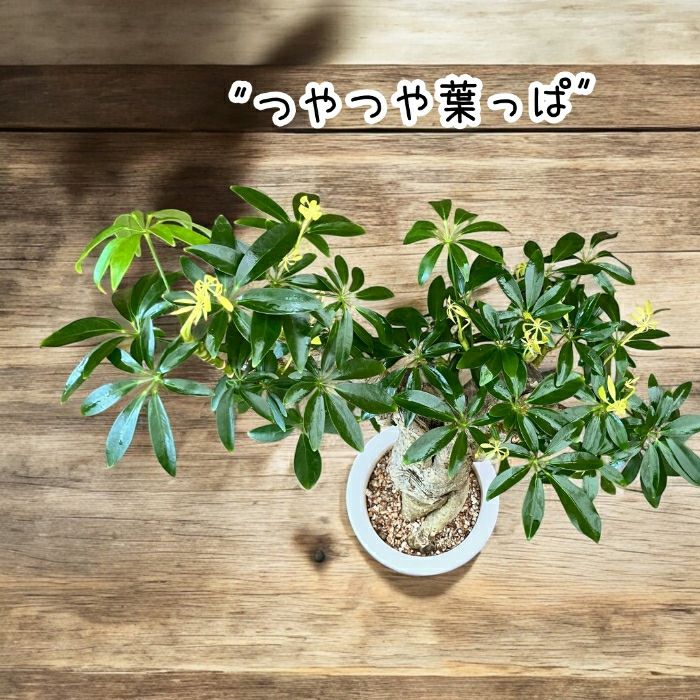 観葉植物現品販売