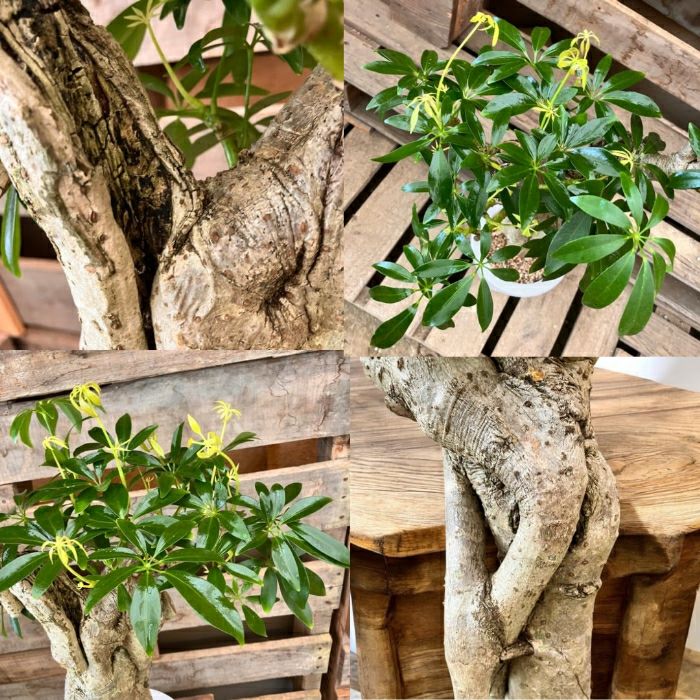 観葉植物現品販売