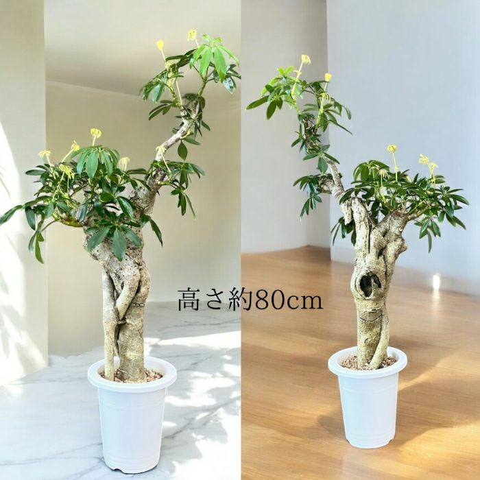 観葉植物現品販売