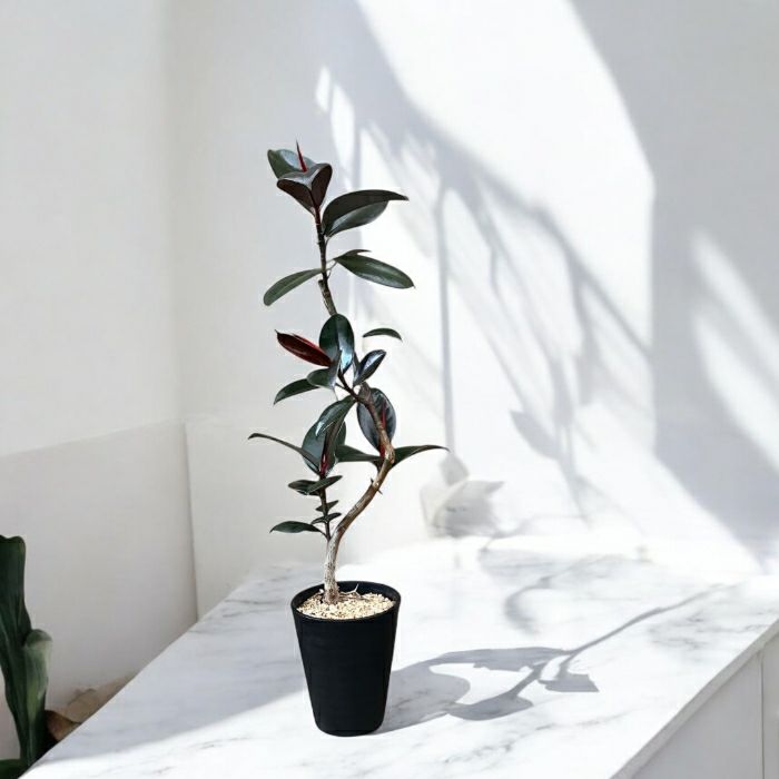 観葉植物現品販売