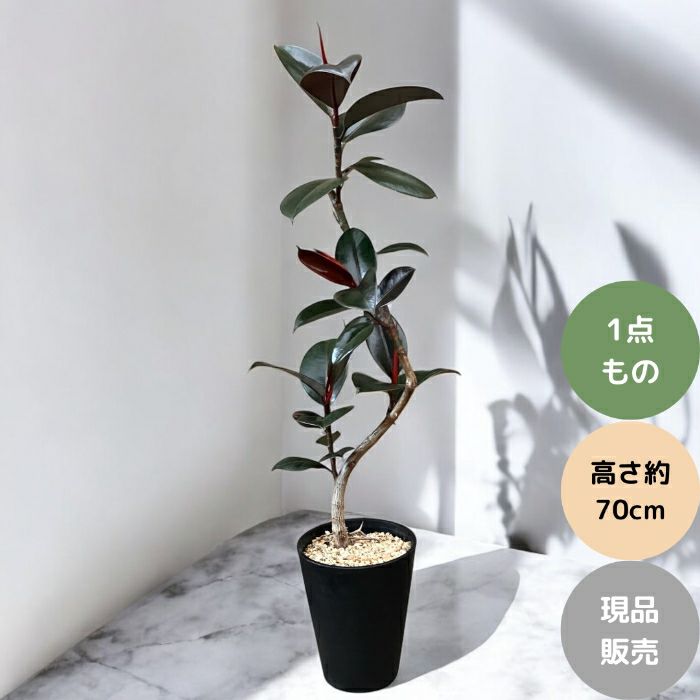観葉植物現品販売