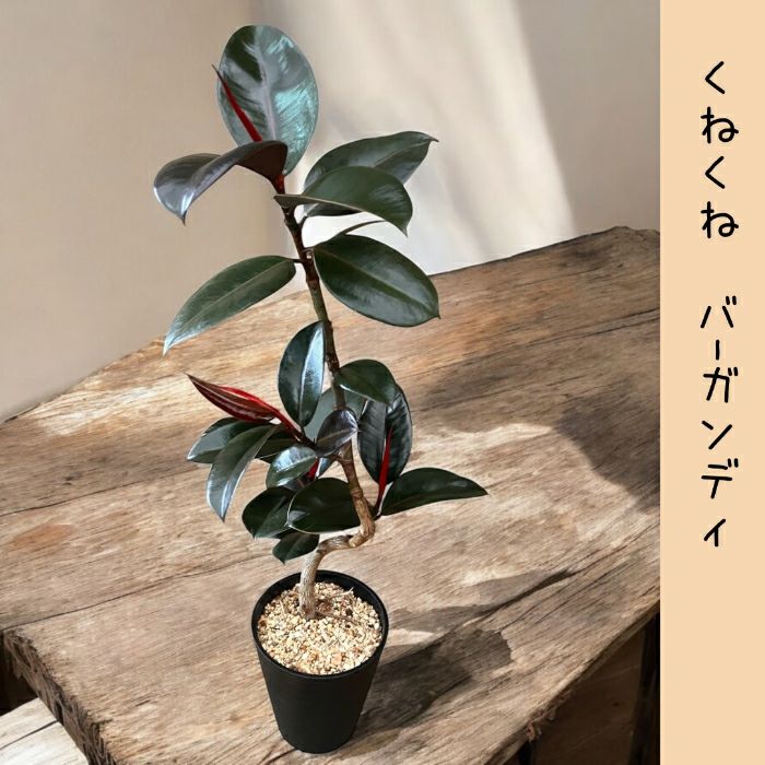 観葉植物現品販売