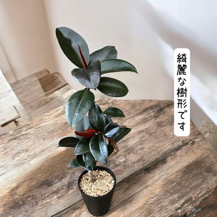 観葉植物現品販売