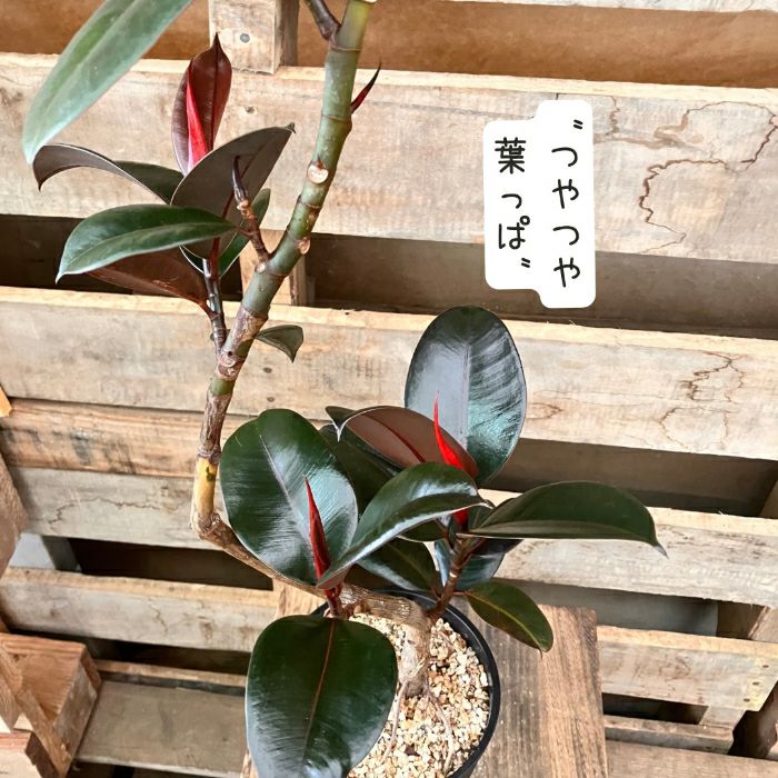 観葉植物現品販売