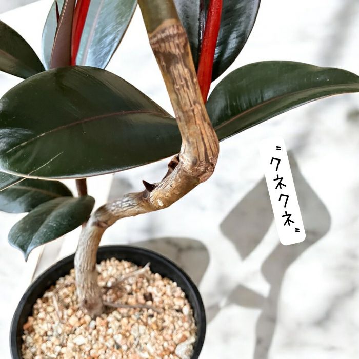 観葉植物現品販売