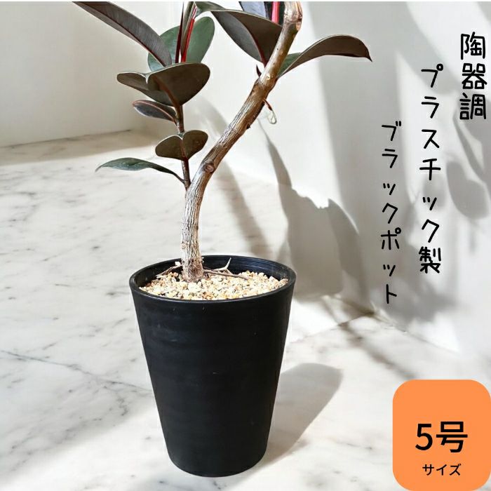 観葉植物現品販売
