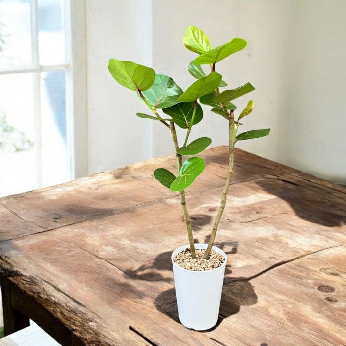 観葉植物現品販売