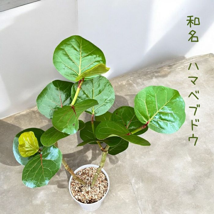 観葉植物現品販売