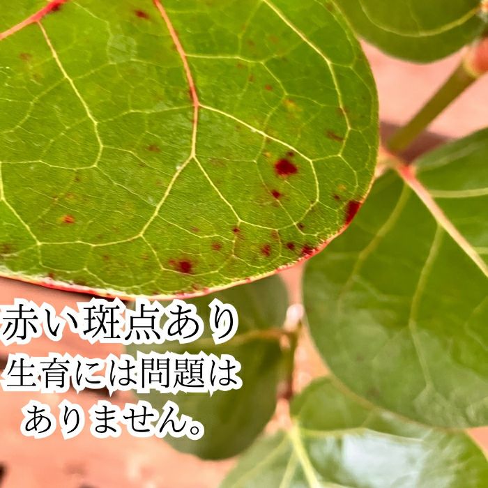 観葉植物現品販売