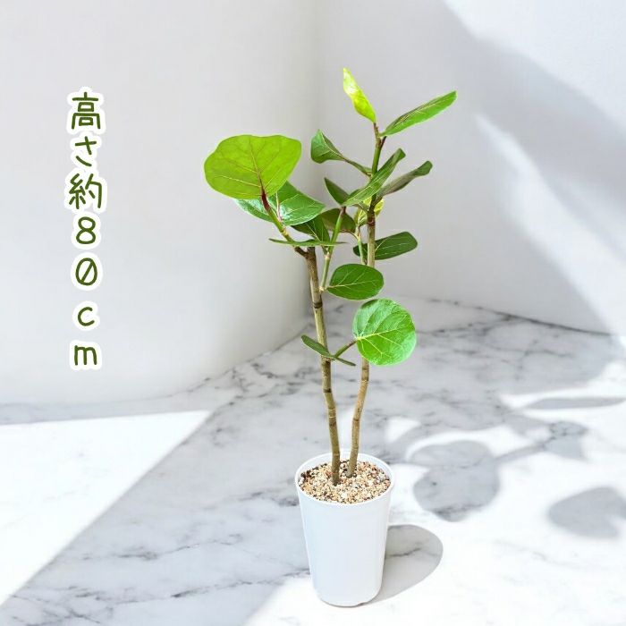 観葉植物現品販売