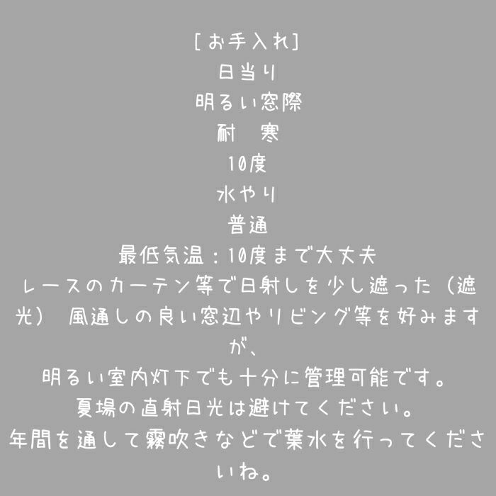 観葉植物現品販売