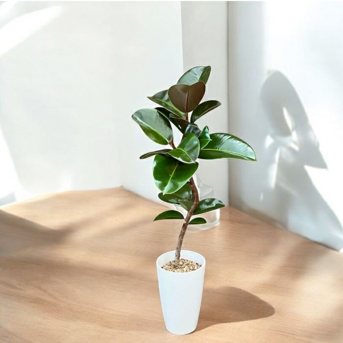 観葉植物現品販売