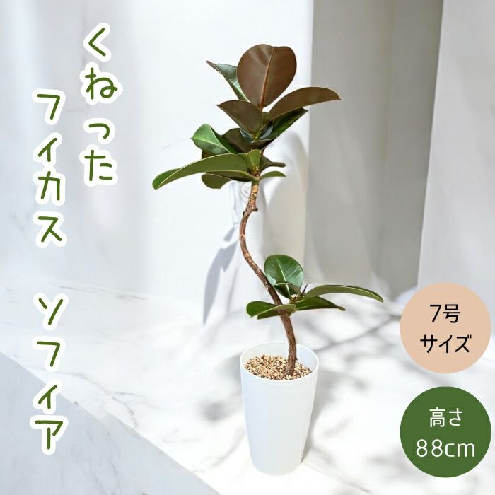 観葉植物現品販売