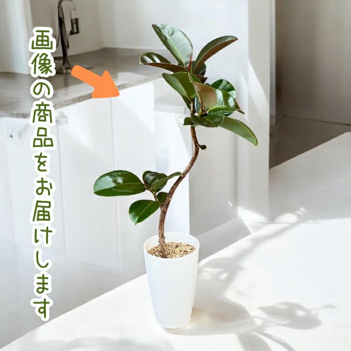 観葉植物現品販売