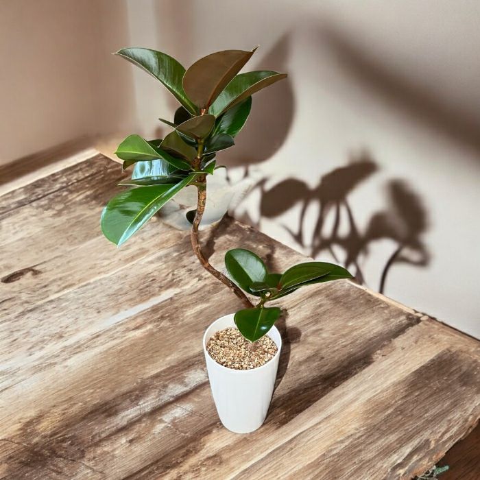 観葉植物現品販売