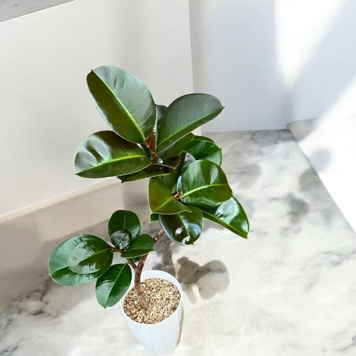 観葉植物現品販売