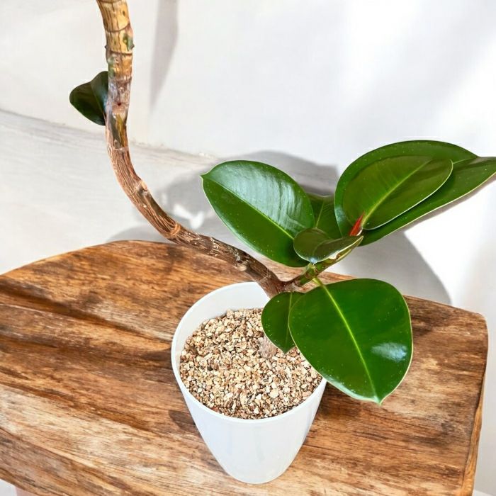 観葉植物現品販売