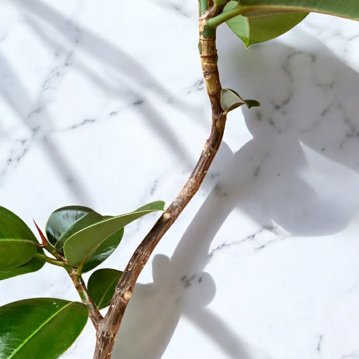 観葉植物現品販売