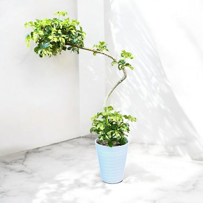 観葉植物現品販売