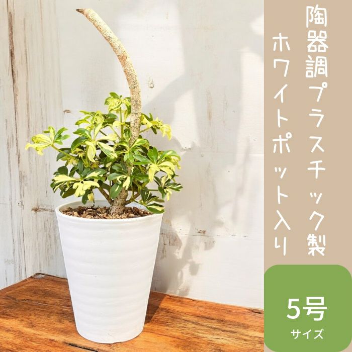 観葉植物現品販売