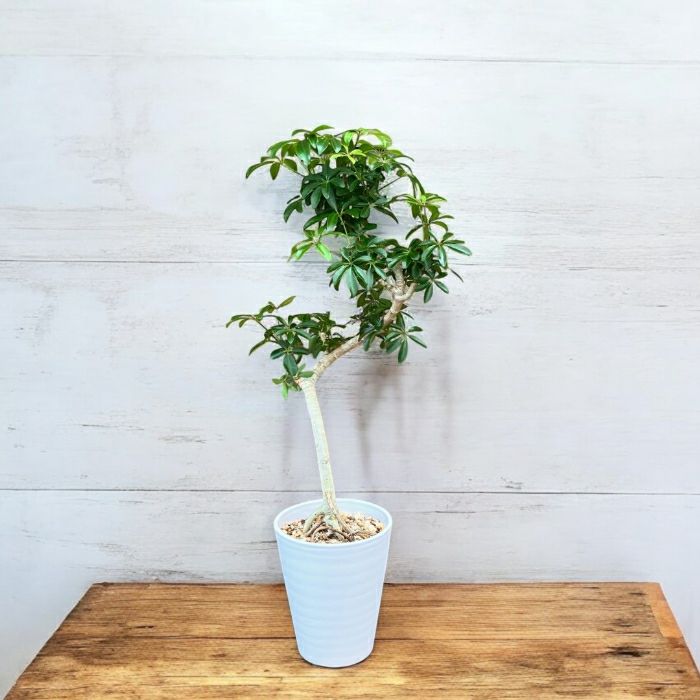 観葉植物現品販売