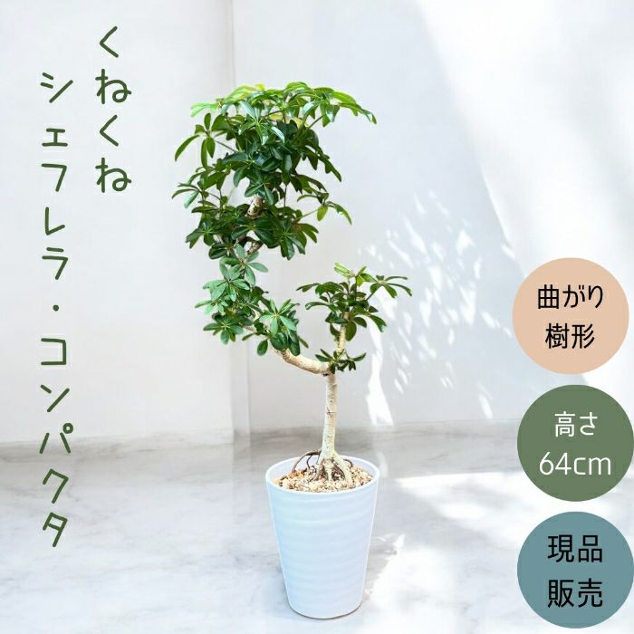 観葉植物現品販売