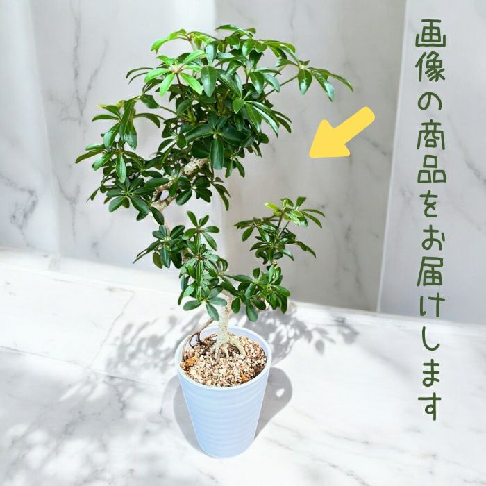 観葉植物現品販売