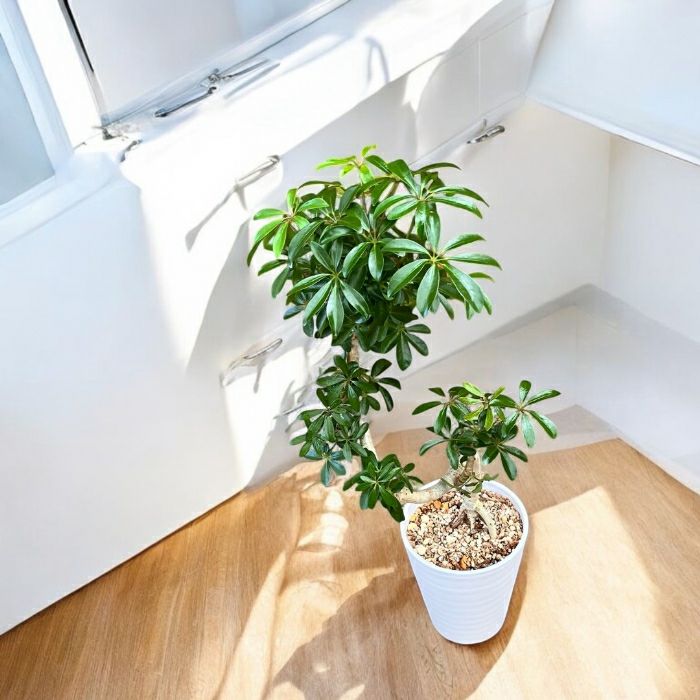 観葉植物現品販売