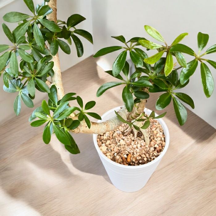 観葉植物現品販売