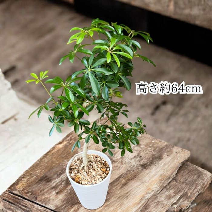 観葉植物現品販売