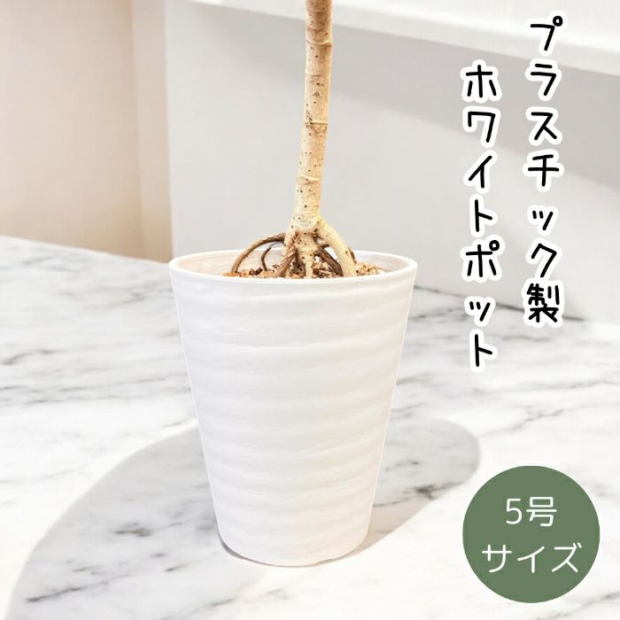 観葉植物現品販売