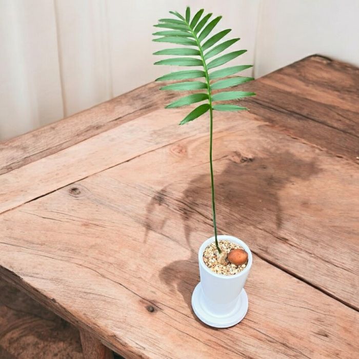 観葉植物現品販売