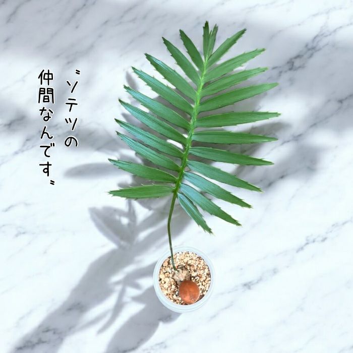 観葉植物現品販売