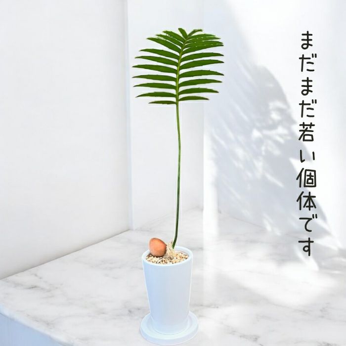 観葉植物現品販売