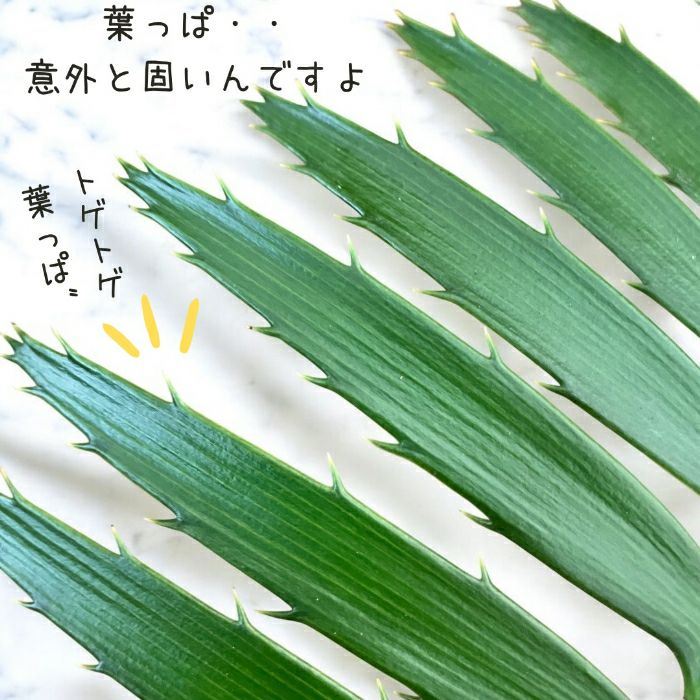 観葉植物現品販売