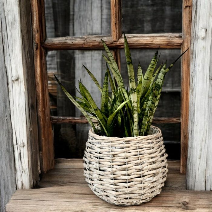 観葉植物現品販売