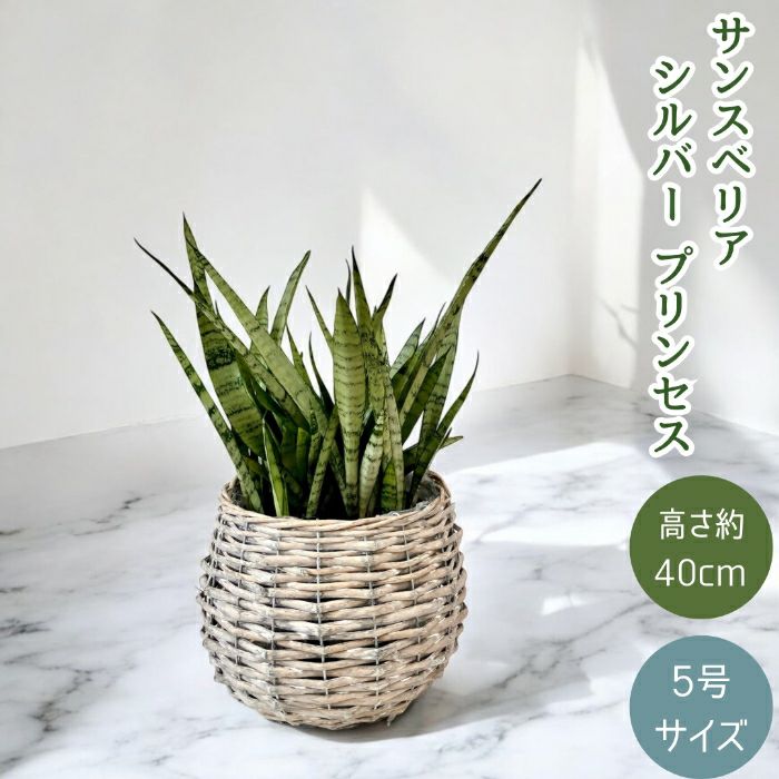 観葉植物現品販売