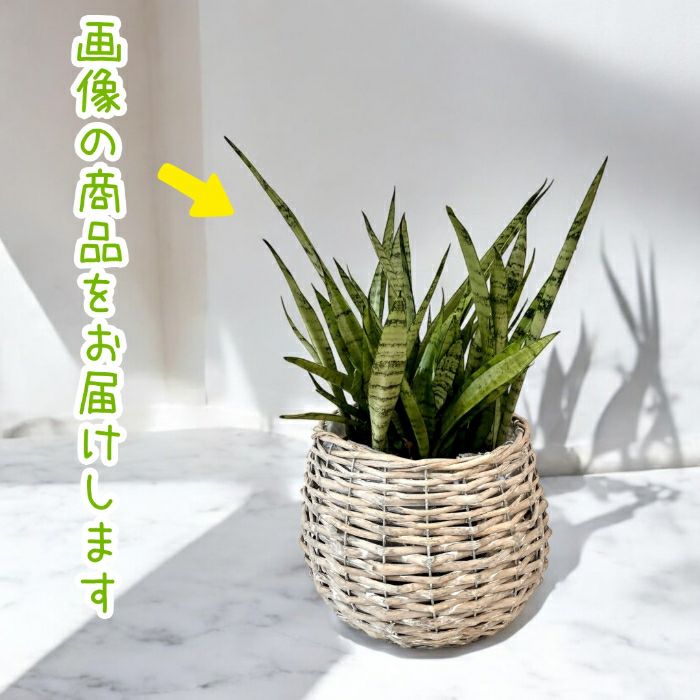 観葉植物現品販売