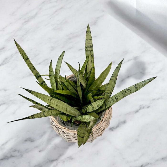 観葉植物現品販売