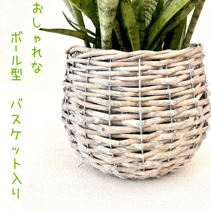 観葉植物現品販売