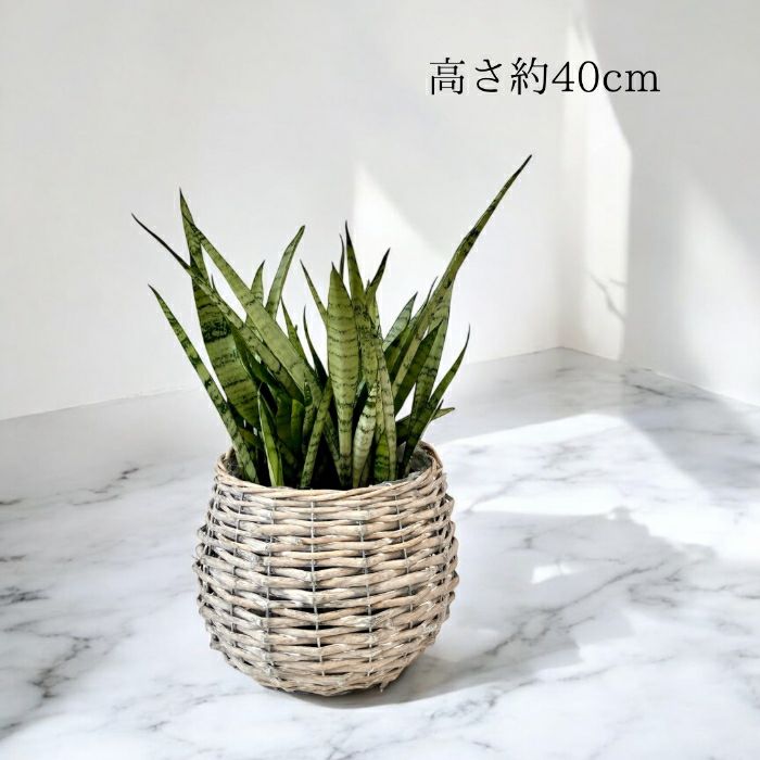 観葉植物現品販売