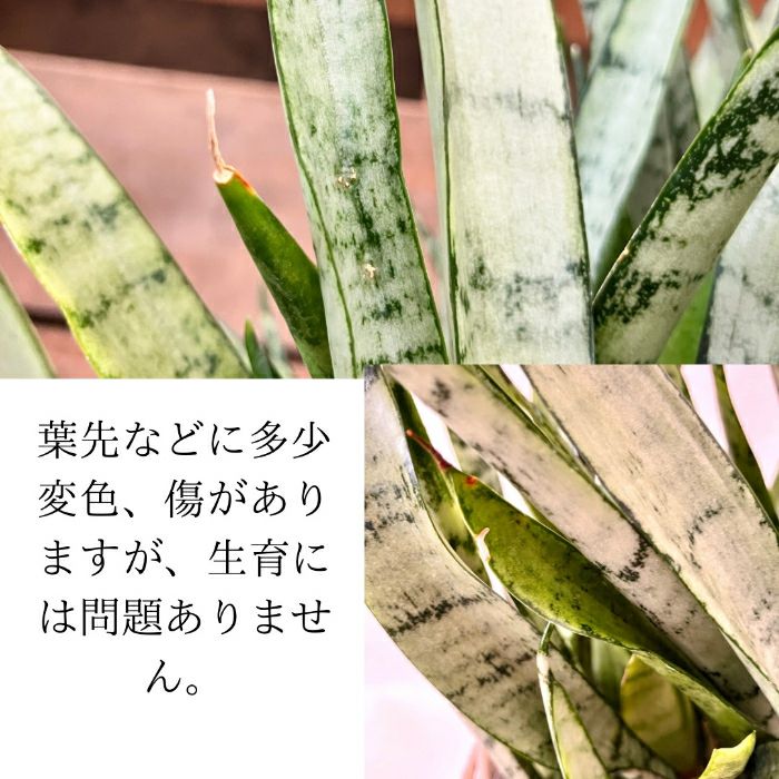 観葉植物現品販売