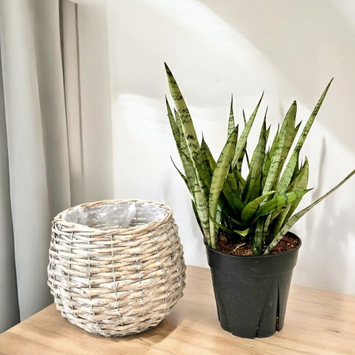 観葉植物現品販売