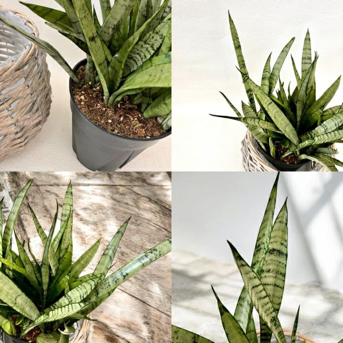 観葉植物現品販売