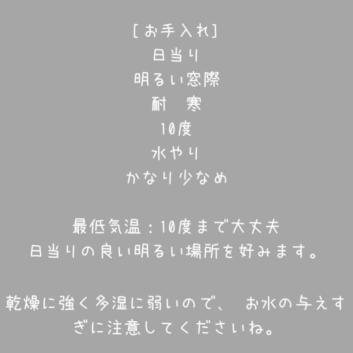 観葉植物現品販売