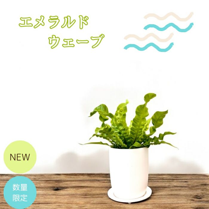 観葉植物現品販売