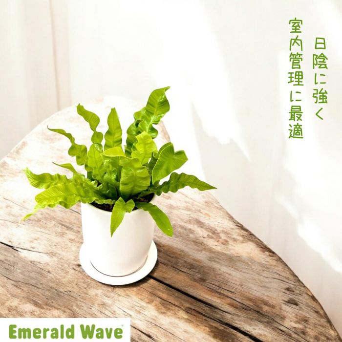 観葉植物現品販売