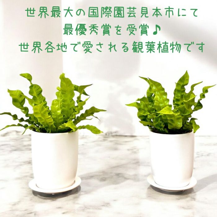 観葉植物現品販売