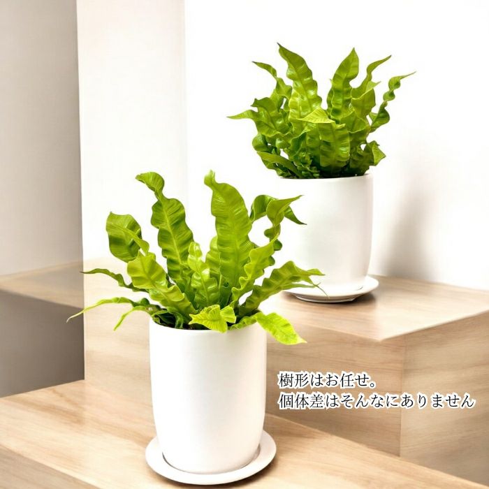 観葉植物現品販売