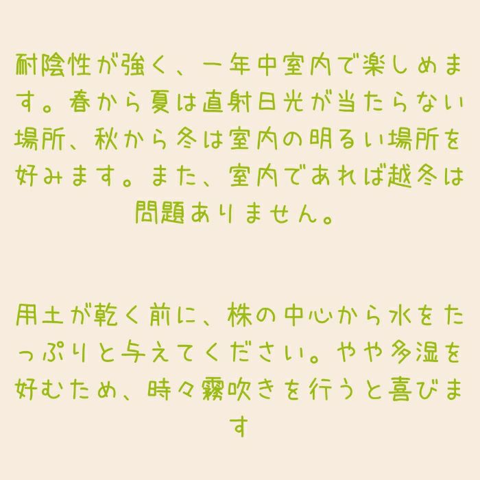 観葉植物現品販売